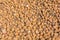 Texture of expanded clay aggregate gravel. Orange clay material for construction