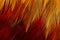 Texture of feather`s male Red junglefowl Gallus gallus