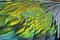 Texture of feather`s Nicobar pigeon Caloenas nicobarica