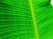 texture fibers of young banana leaf