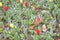 Texture of a field of multi-colored bloomed tulips