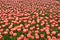 Texture of a field of multi-colored bloomed tulips