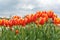 Texture of a field of multi-colored bloomed tulips