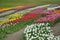 Texture of a field of multi-colored bloomed tulips