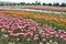 Texture of a field of multi-colored bloomed tulips