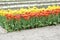 Texture of a field of multi-colored bloomed tulips