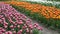 Texture of a field of multi-colored bloomed tulips