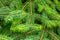 The texture of fir branches. Small green needles. Fluffy texture closeup