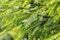 The texture of fir branches. Small green needles. Fluffy texture closeup