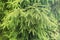 The texture of fir branches. Small green needles. Fluffy texture closeup