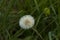 Texture of fluffy dandelions seed or blowball close up in meadow