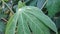 texture of fresh cassava leaves in the morning