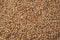 Texture of fresh clean useful buckwheat groats grain close-up. Healthy dietary food rich in microelements cellulose