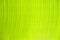 Texture of fresh green banana leaves with sunlight. Pattern line background of leaf