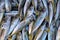 Texture of fresh horse mackerel on the counter