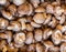 Texture of fresh mushrooms. A lot of mushrooms collected. Fresh mushrooms close-up. Background of harvested mushrooms.