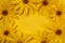 Texture of fresh yellow daisies frame on a yellow background