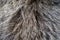 The texture of the fur of a bear.