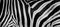 Texture of fur, wool zebra. Striped black and white background.