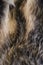 Texture of furs badger wild