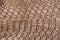 Texture of genuine leather close-up, embossed under the squama skin a light-brown crocodile, background
