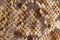 Texture of genuine leather with of scaly exotic reptile close-up, trend pattern, natural brown color, modern background