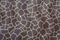 Texture of giraffe pattern skin