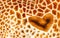 Texture of giraffe skin with heart shaped lovely spot