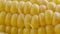 Texture of the grain of ripe corn on the cob