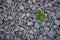 The texture of gravel through which the plant germinates.