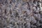 Texture of gray astrakhan fur. natural background