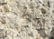 Texture of gray uneven concrete interspersed with small gray stones for background and Wallpaper