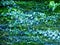 Texture green abstract background - grass / alga