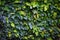 Texture of green creeping leaves. Natural background. green wall