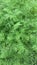 Texture of green dill growing in beds. Fresh herbs in vegetable garden. Concept of agriculture, organic products and eco