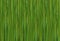 Texture green effect bamboo trunk background linear eco base