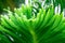 Texture of green evergreen araucaria branches. Nature pattern. Soft focus