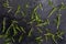 Texture of green, freshly cut rosemary leaves Rosmarinus officinalis. On black slate stone background.