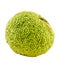 Texture of green fruit of Maclura pomifera