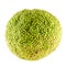Texture of green fruit of Maclura pomifera