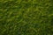 Texture of green grass background in sunset light. Football, golf or backyard lawn concept