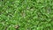 Texture green grass meadow in summer with top view, field nature lawn walking moving motion background