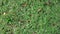 Texture green grass meadow in summer with top view, field nature lawn walking moving motion background
