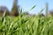 Texture green juicy tall grass on a summer summer day