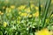 Texture green juicy tall grass with yellow flowers on a summer summer day