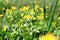 Texture green juicy tall grass with yellow flowers on a summer summer day