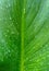 Texture of a green leaf with drops of water.