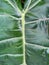 Texture of green leaves of elephant ear plant Alocasia in Latin