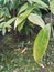 The texture of the green leaves that grow in front of the Kalimantan Takalar mess 5