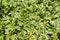 Texture green leaves of a natural plant of an exotic flower, green natural natural carpet, greenery under the sun, tropical grass,